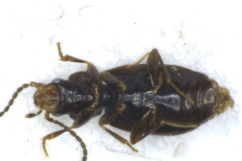 Réf. 352 177 : Tachys bistriatus